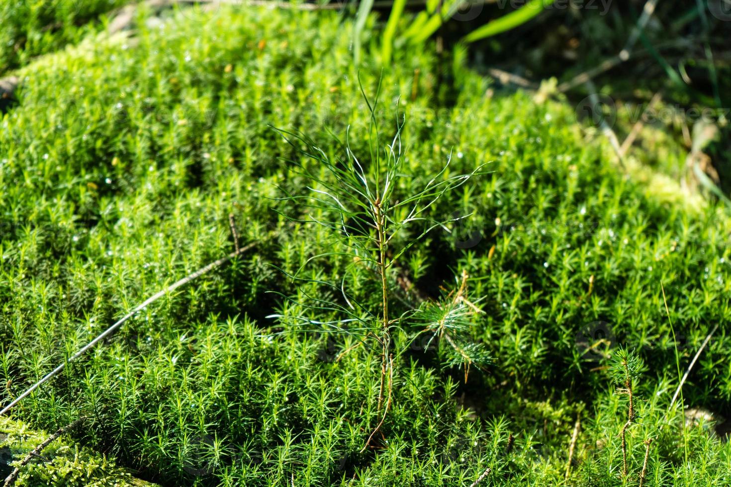 Suelo de musgo en la reserva natural fischbek heather foto