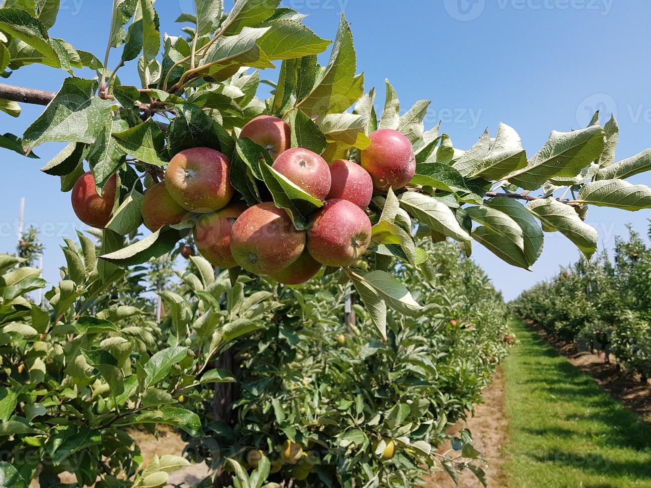 Apple harvest in the old Land Hamburg photo