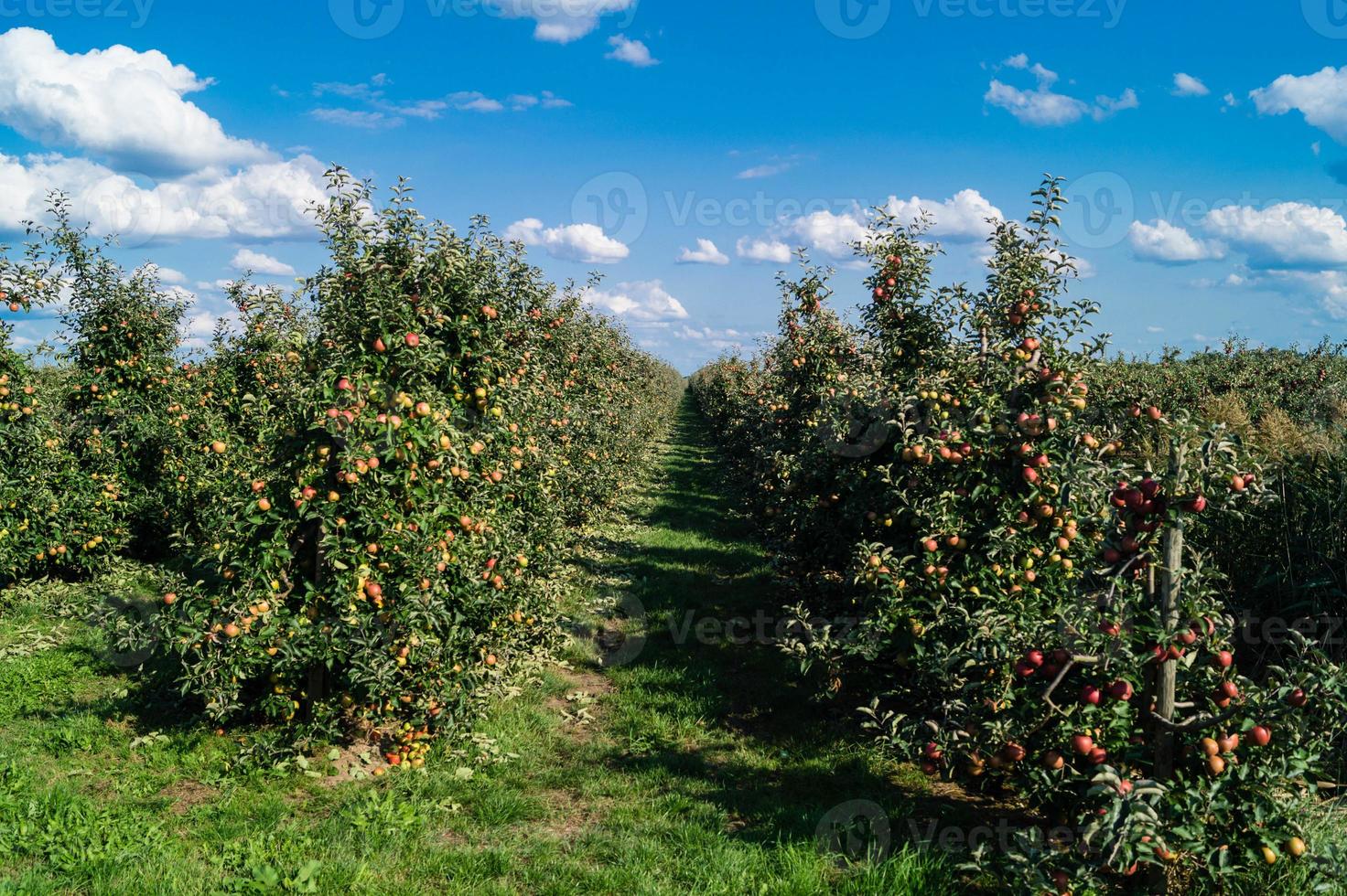 cosecha de manzanas en la vieja tierra de hamburgo foto