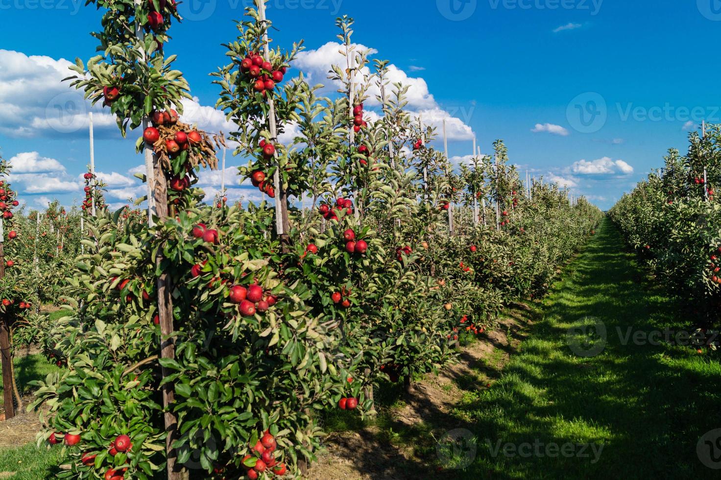 Apple harvest in the old Land Hamburg photo