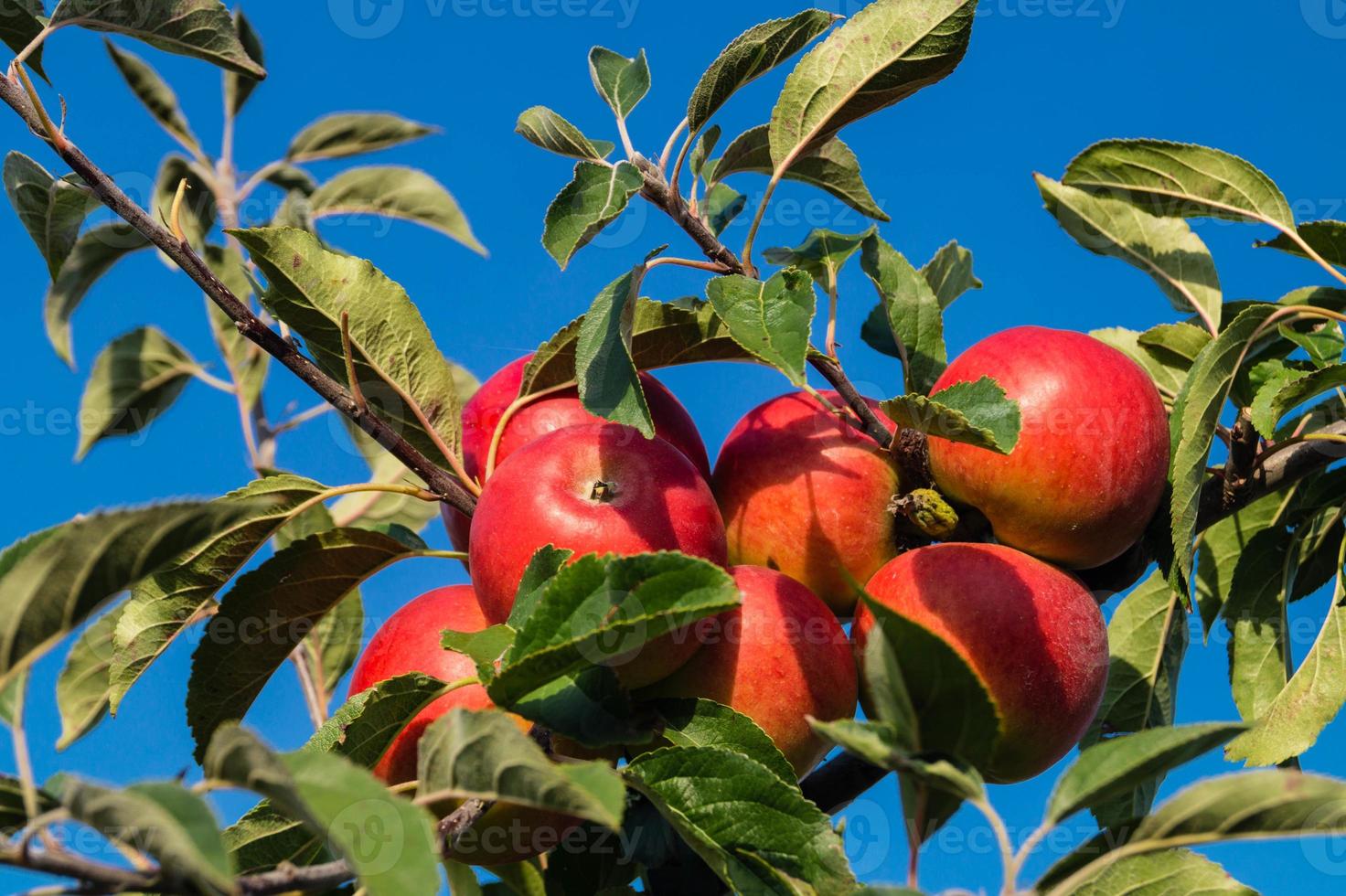 cosecha de manzanas en la vieja tierra de hamburgo foto