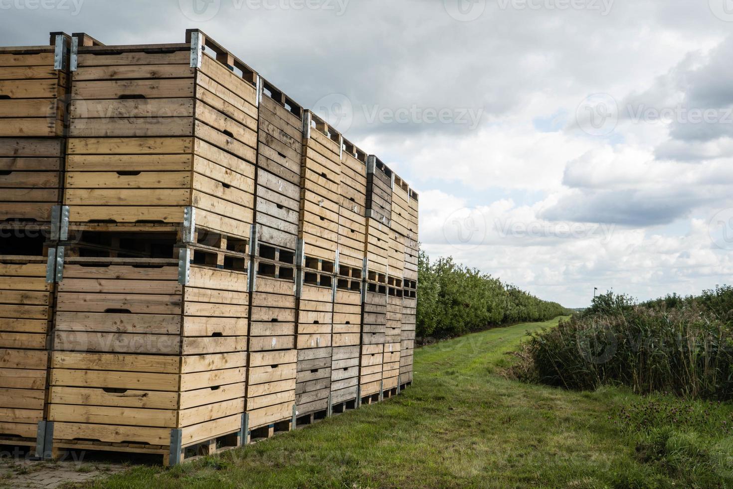 Apple harvest in the old Land Hamburg photo