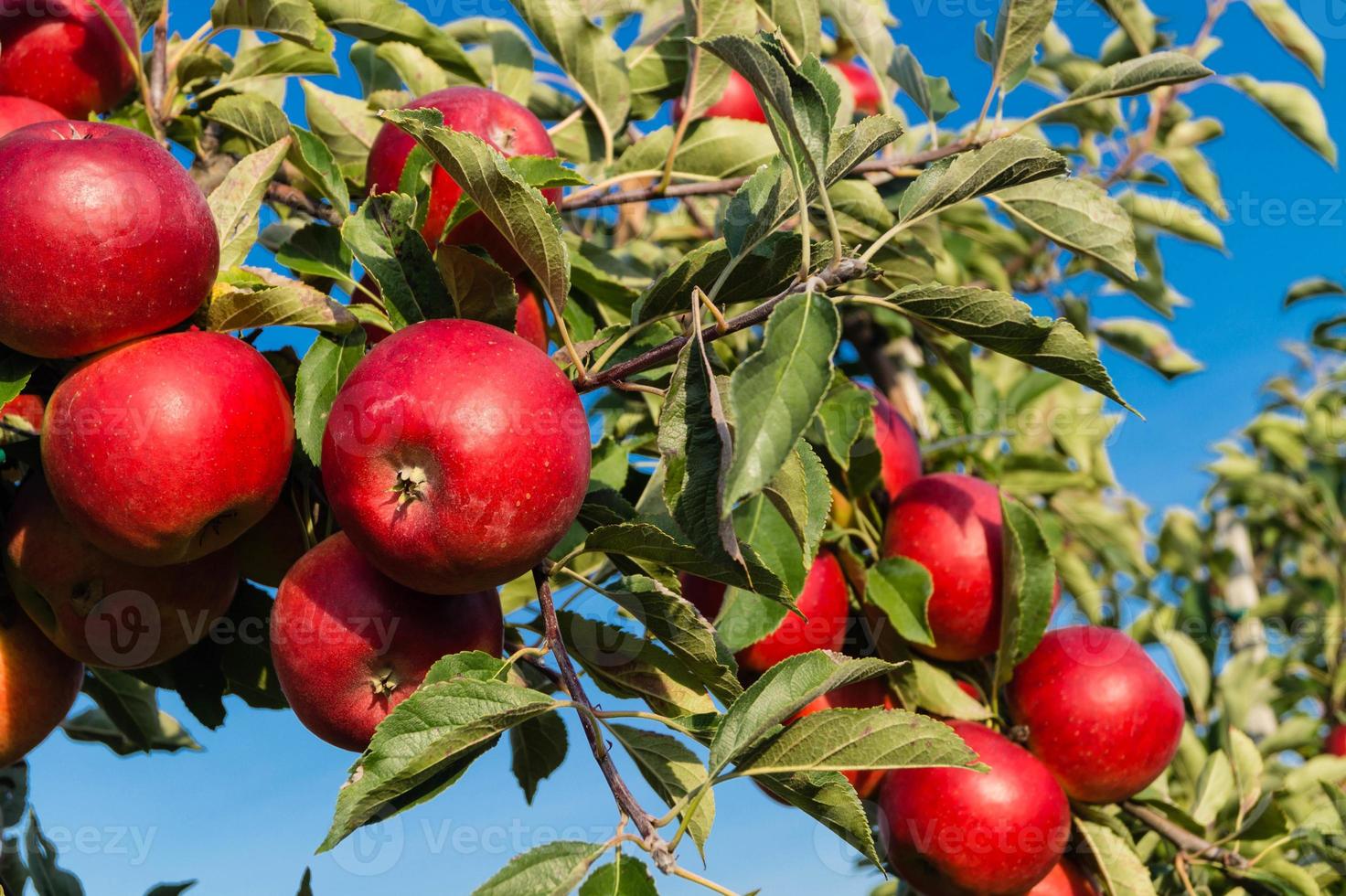 cosecha de manzanas en la vieja tierra de hamburgo foto