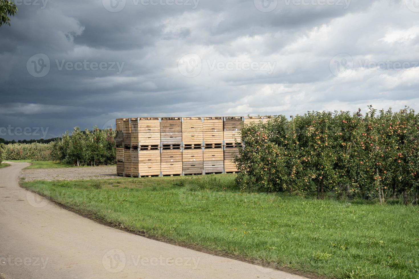 Apple harvest in the old Land Hamburg photo