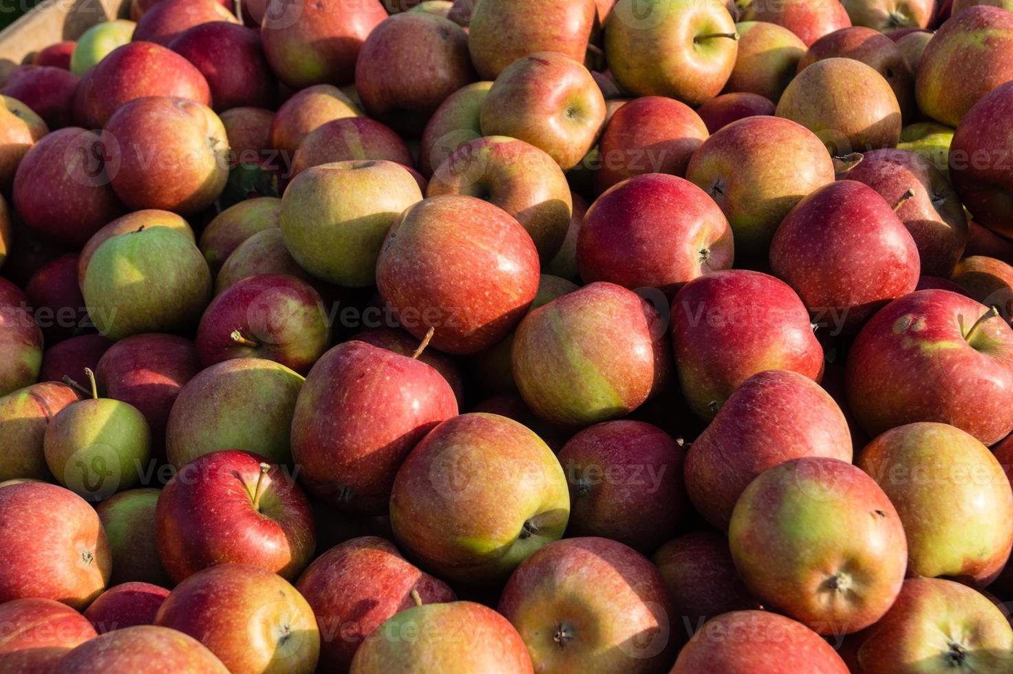 cosecha de manzanas en la vieja tierra de hamburgo foto