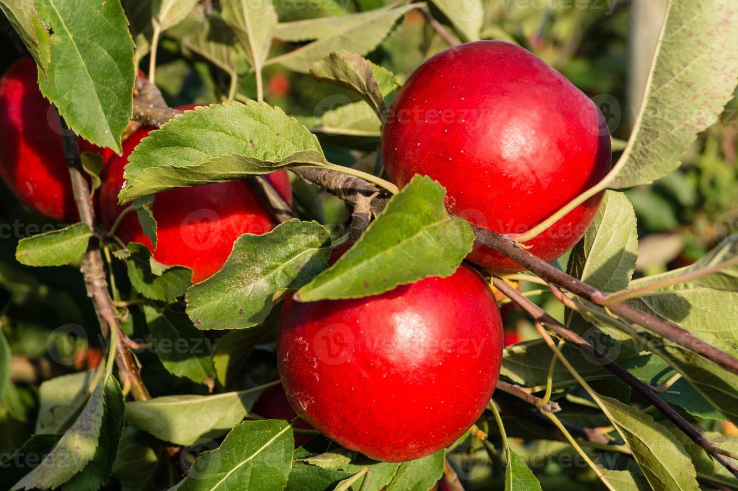 Apple harvest in the old Land Hamburg photo