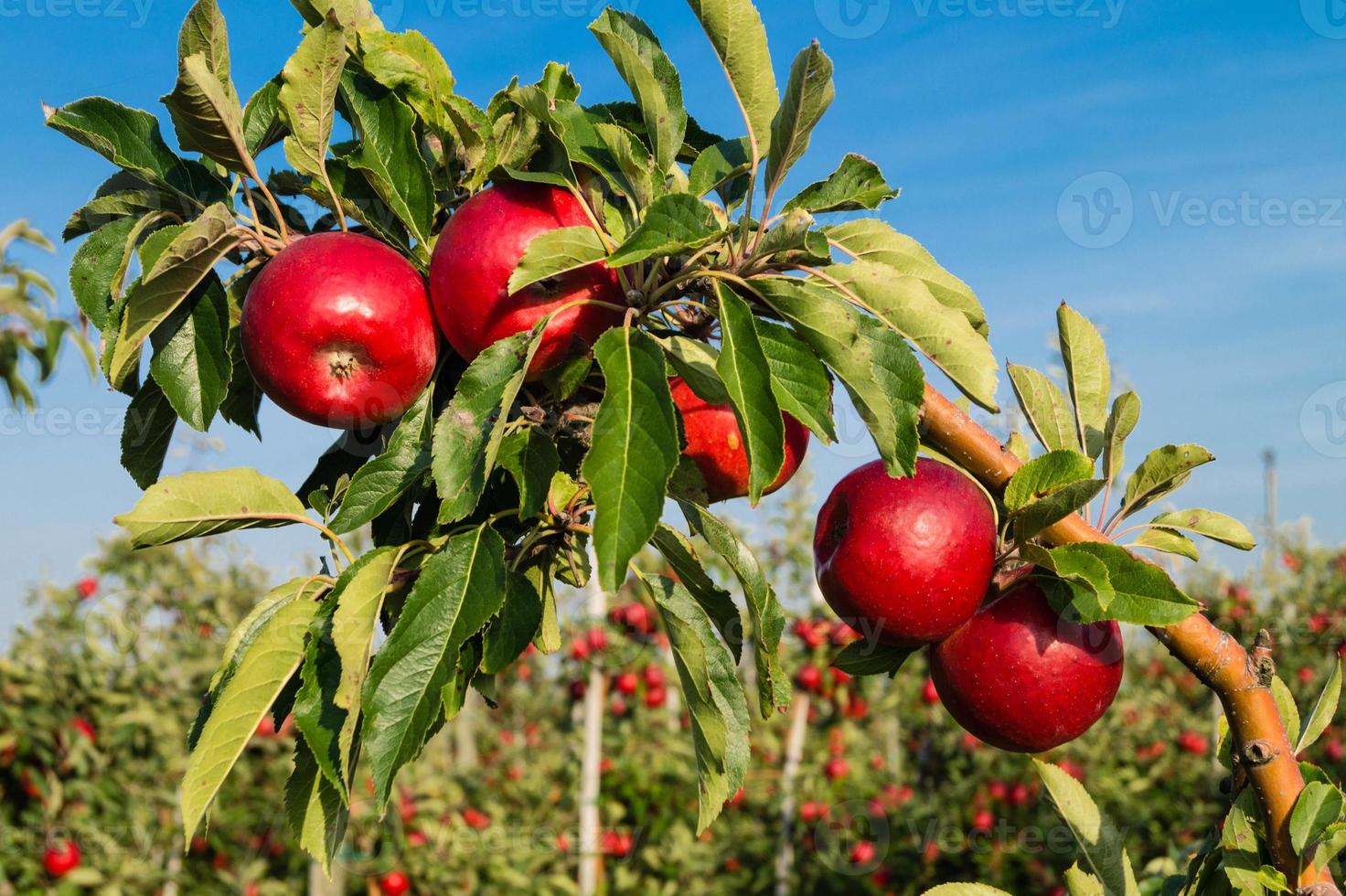 Apple harvest in the old Land Hamburg photo