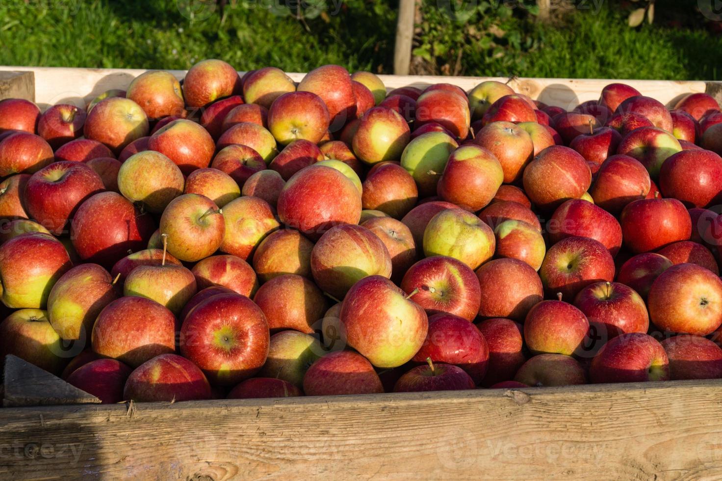 Apple harvest in the old Land Hamburg photo