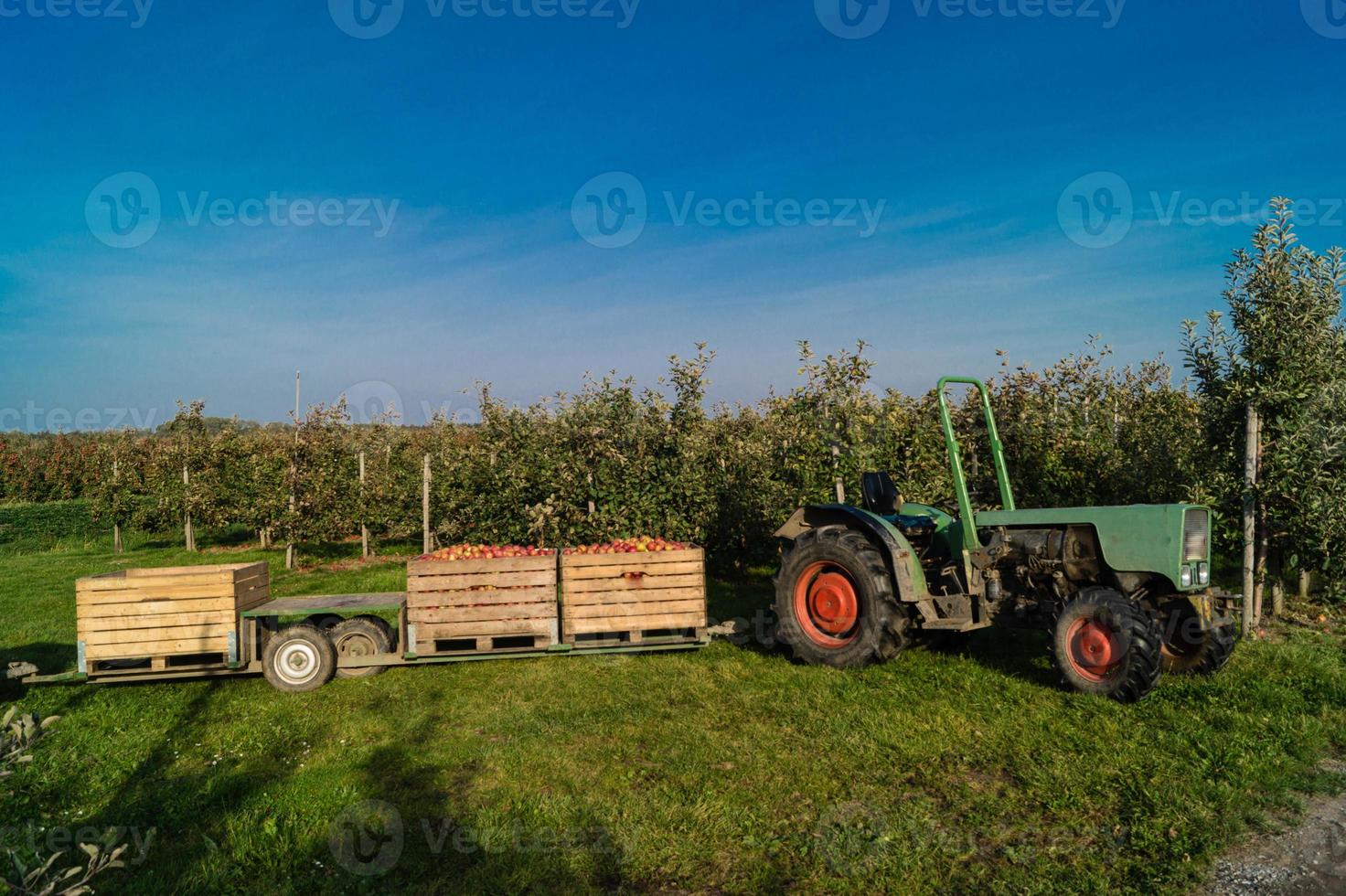 cosecha de manzanas en la vieja tierra de hamburgo foto