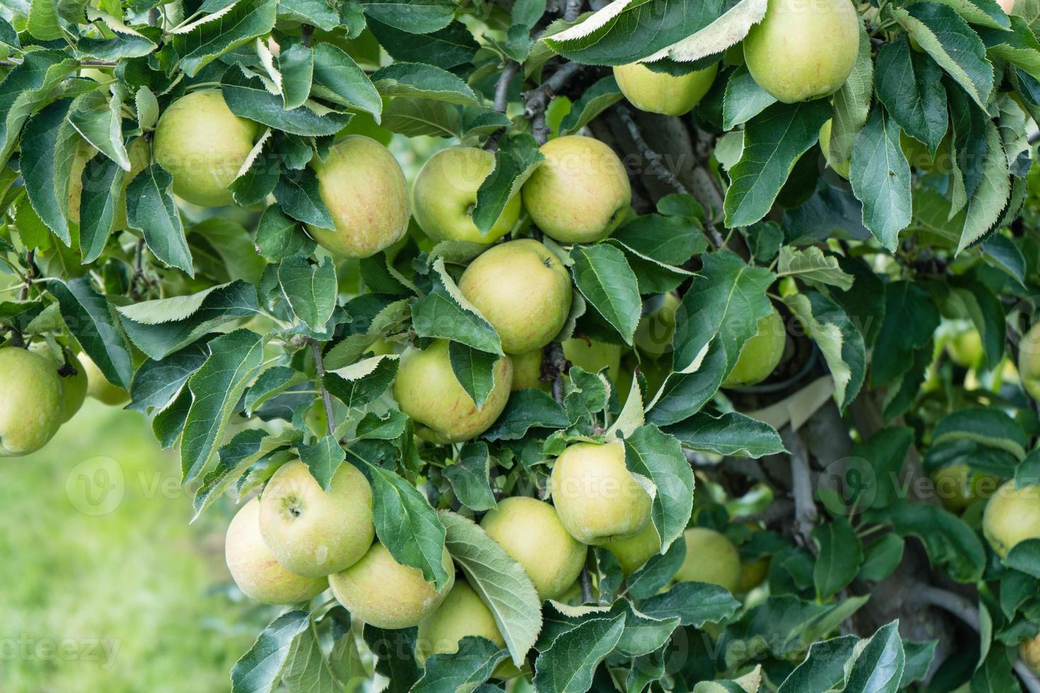 Apple harvest in the old Land Hamburg photo