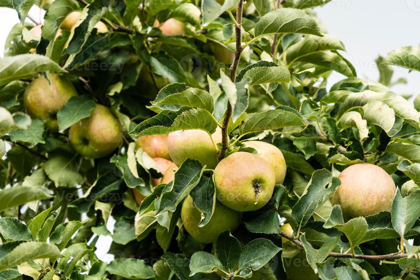 Apple harvest in the old Land Hamburg photo