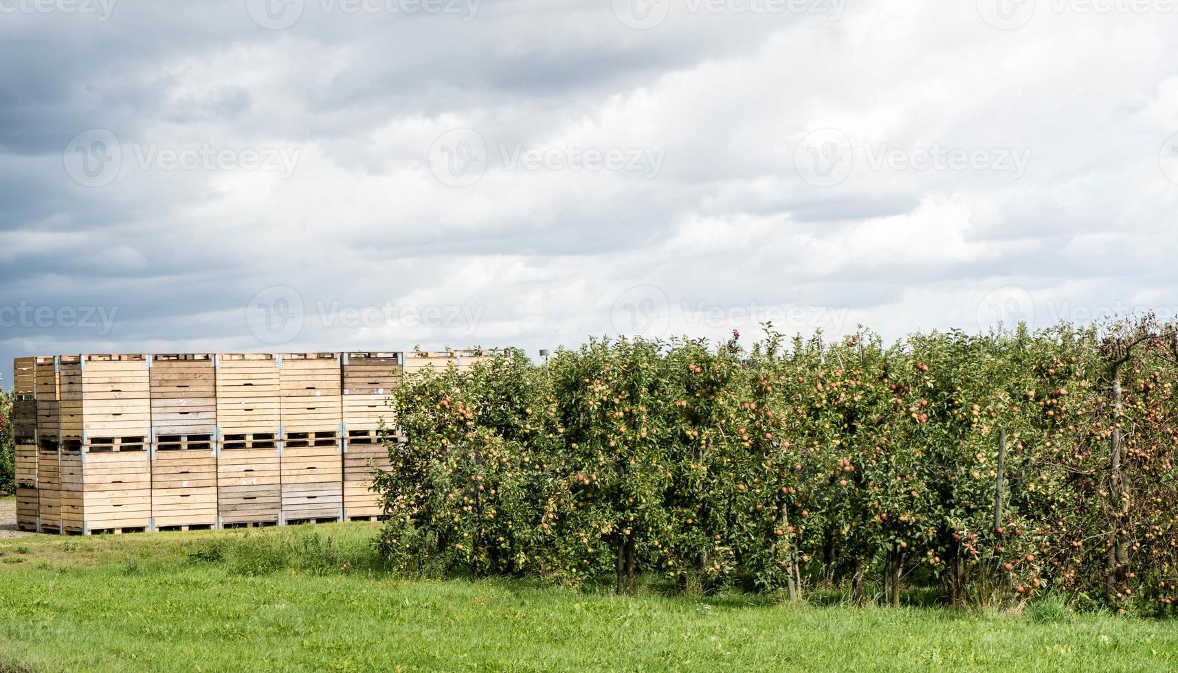 cosecha de manzanas en la vieja tierra de hamburgo foto