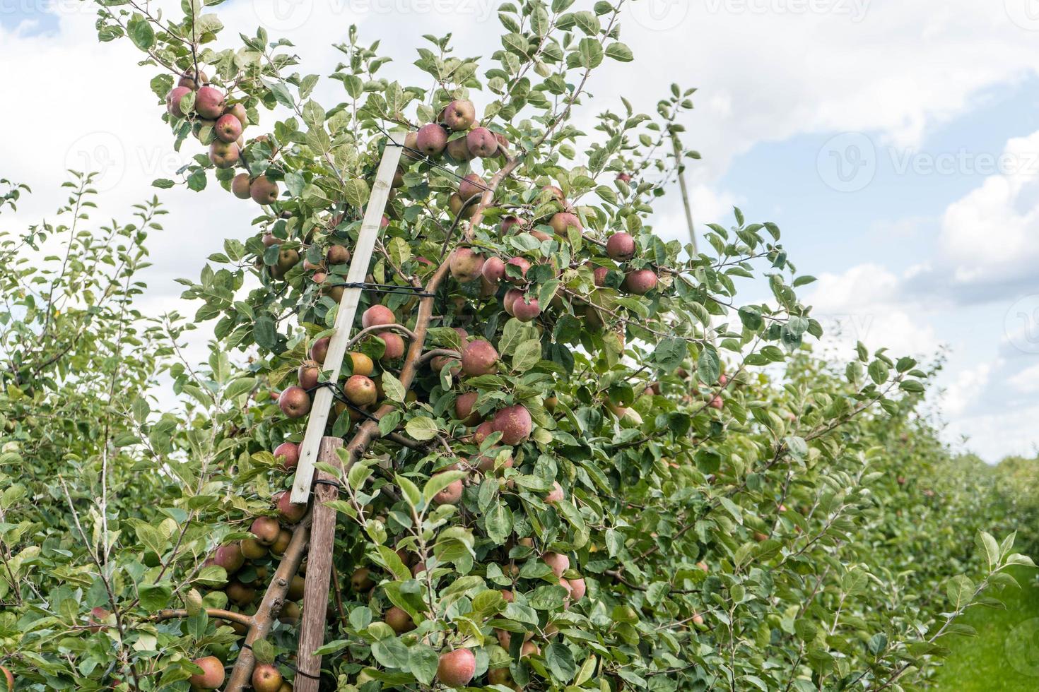 Apple harvest in the old Land Hamburg photo