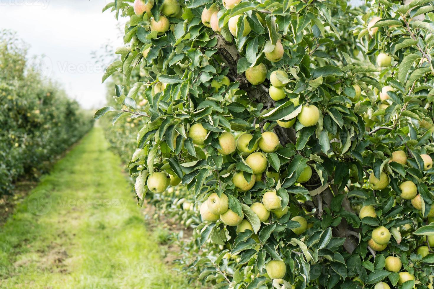 cosecha de manzanas en la vieja tierra de hamburgo foto