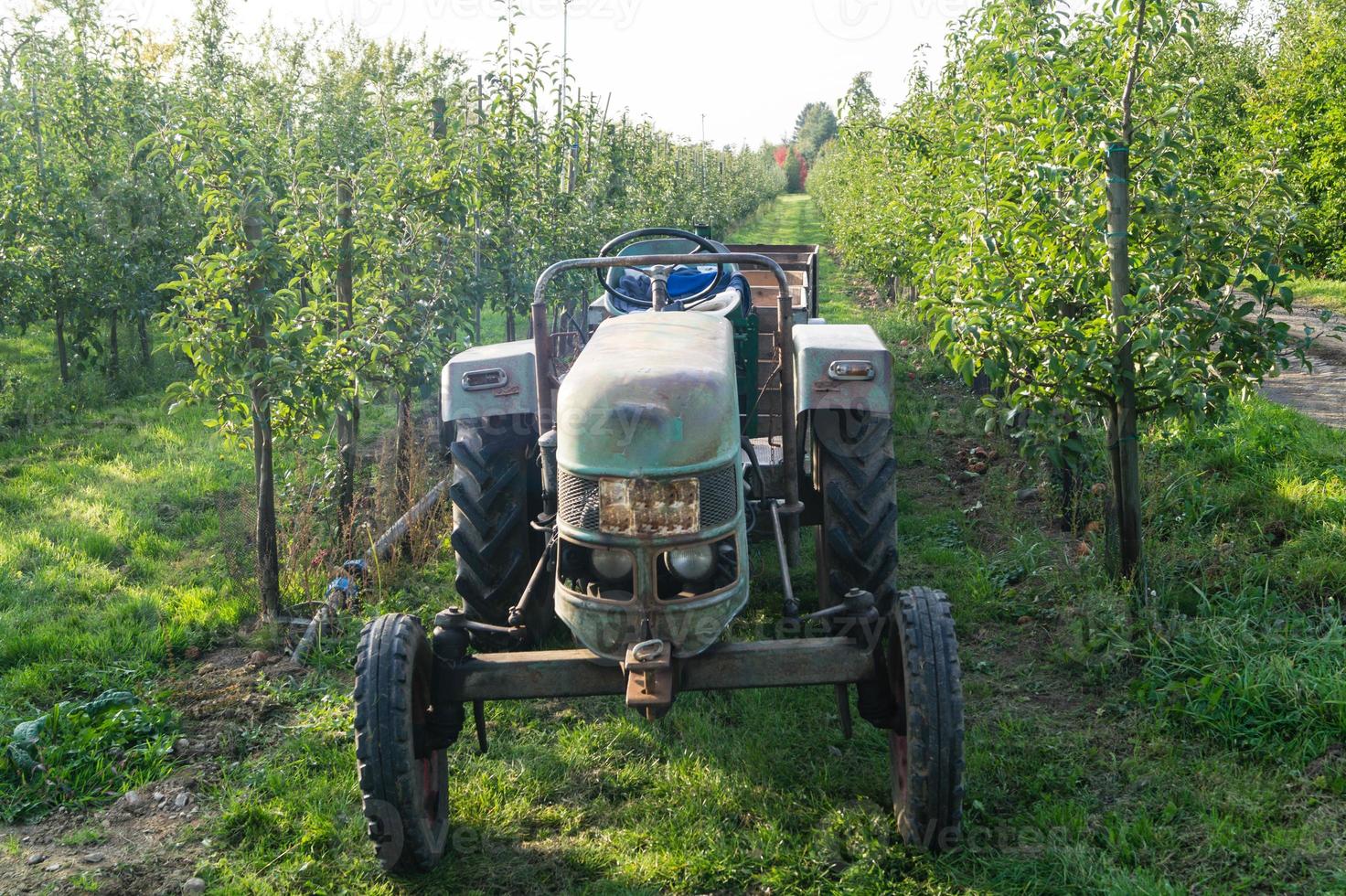 Apple harvest in the old Land Hamburg photo
