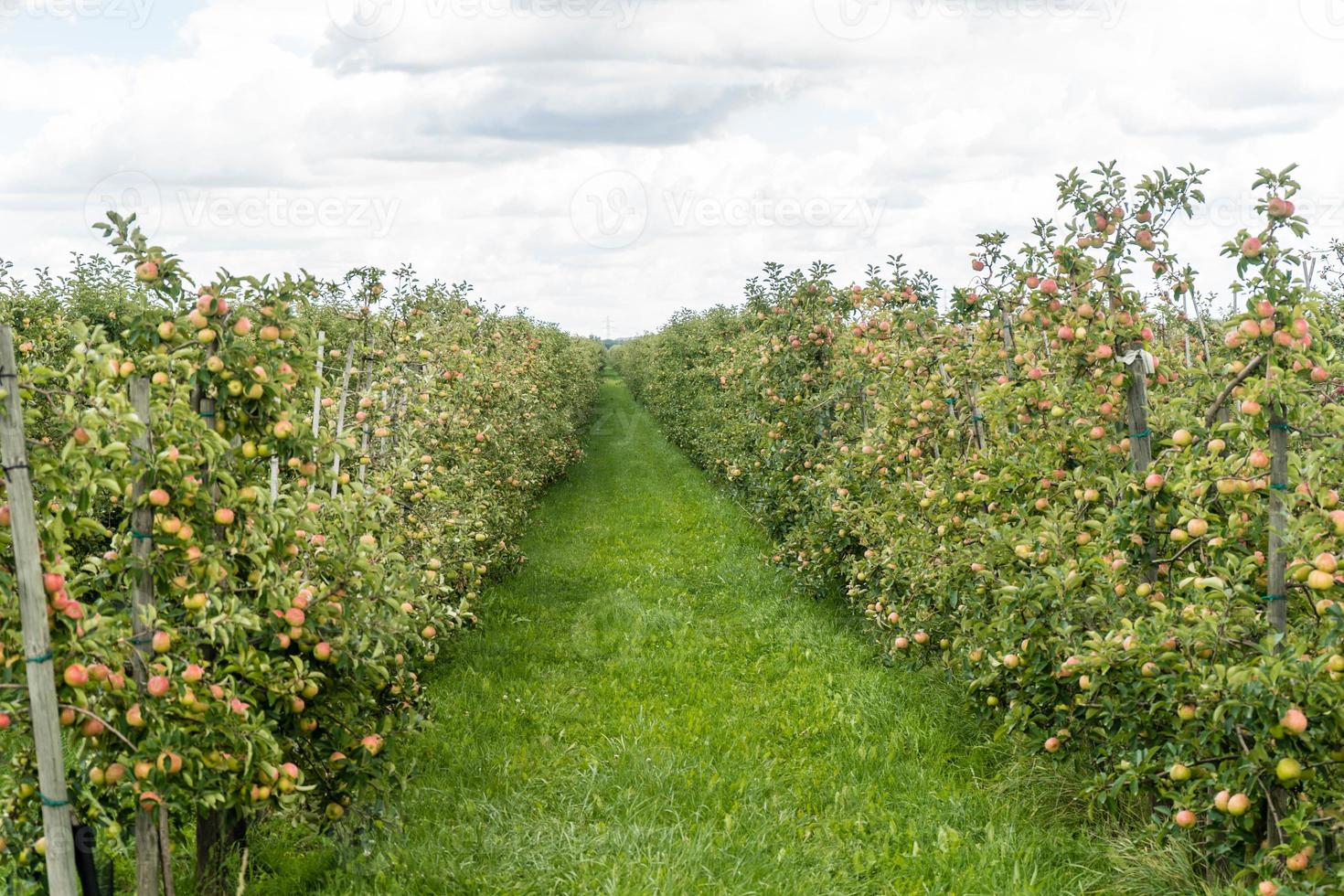 Apple harvest in the old Land Hamburg photo