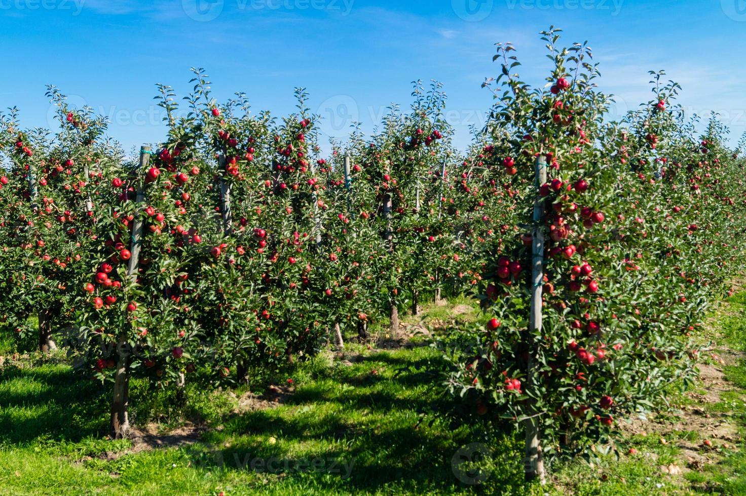 Apple harvest in the old Land Hamburg photo