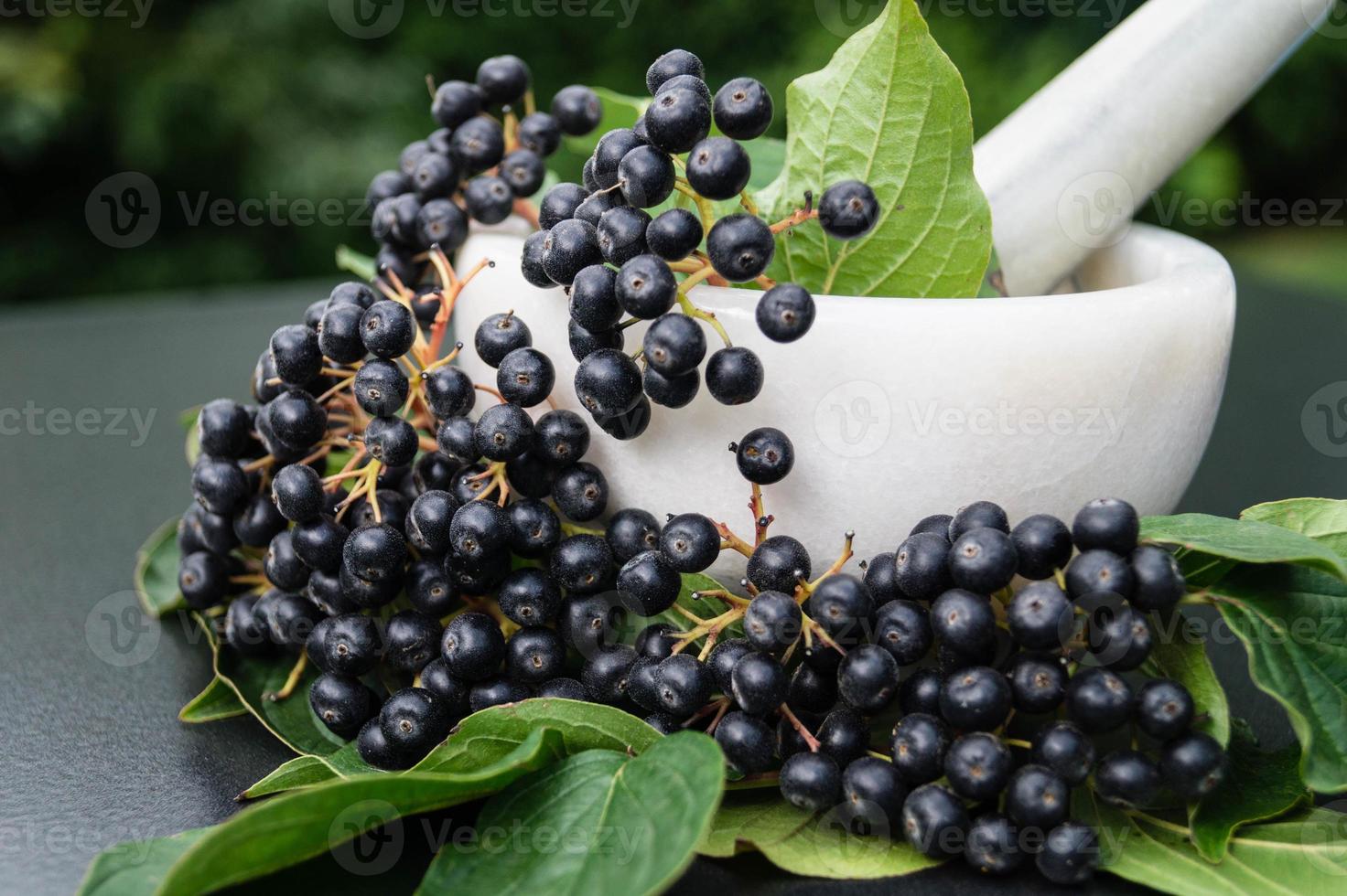Black rowan aronia chokeberry photo