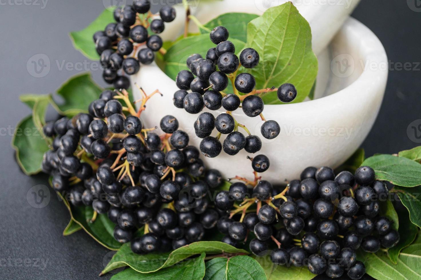 Black rowan aronia chokeberry photo