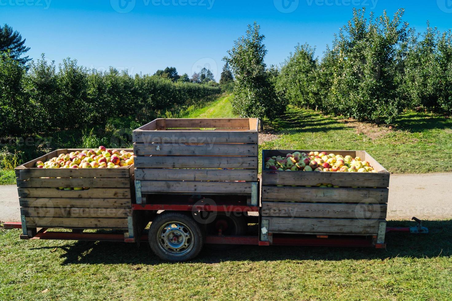 Apple harvest in the old Land Hamburg photo