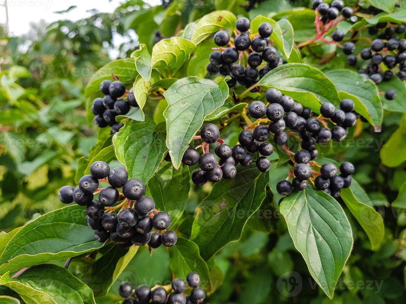 Black rowan aronia chokeberry photo