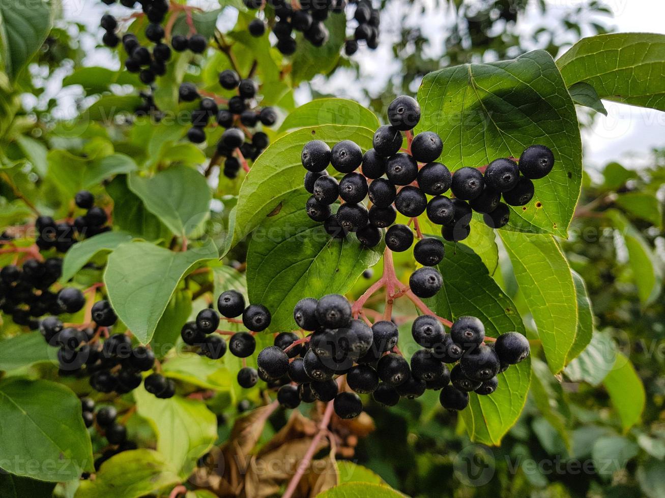 serbal negro aronia chokeberry foto