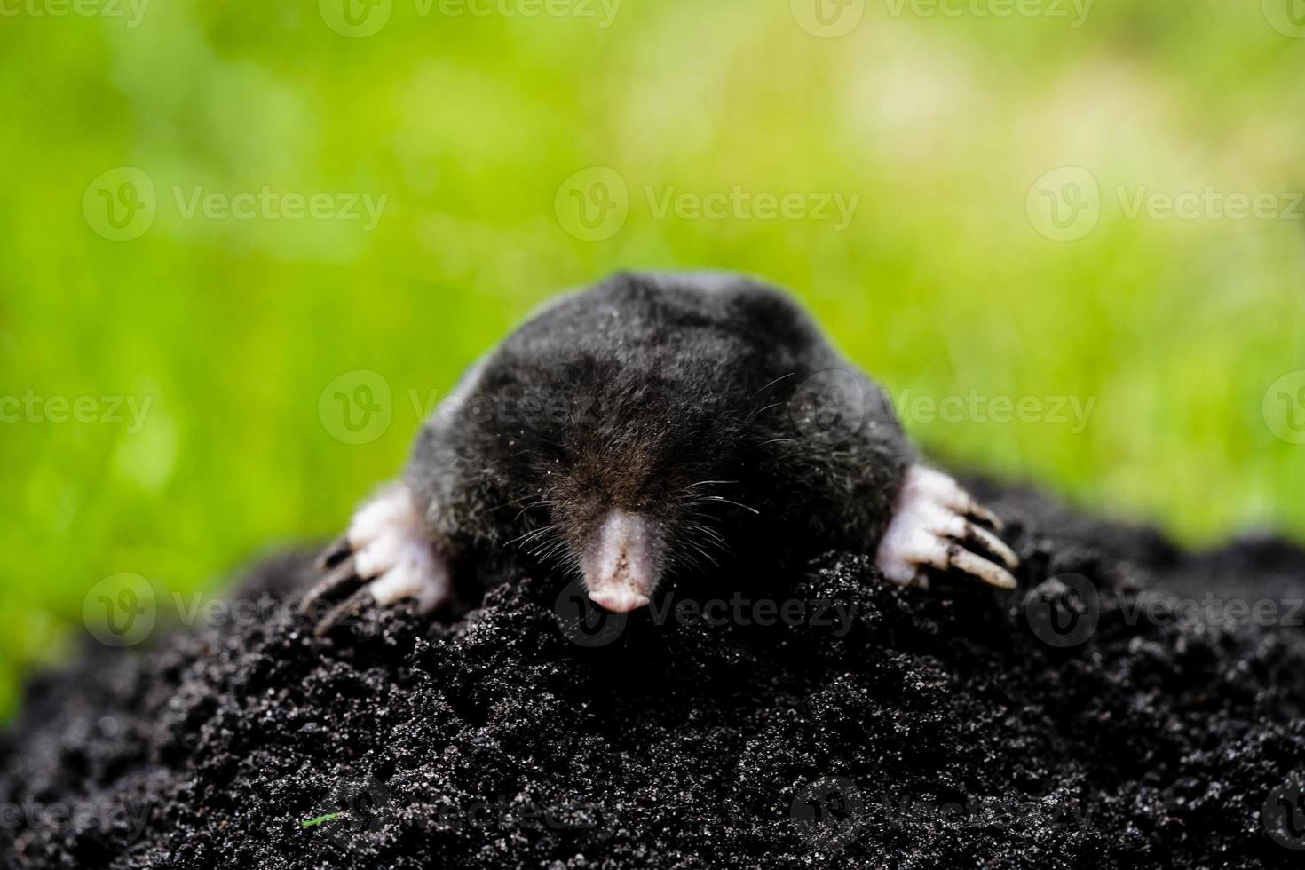 A mole in the garden photo