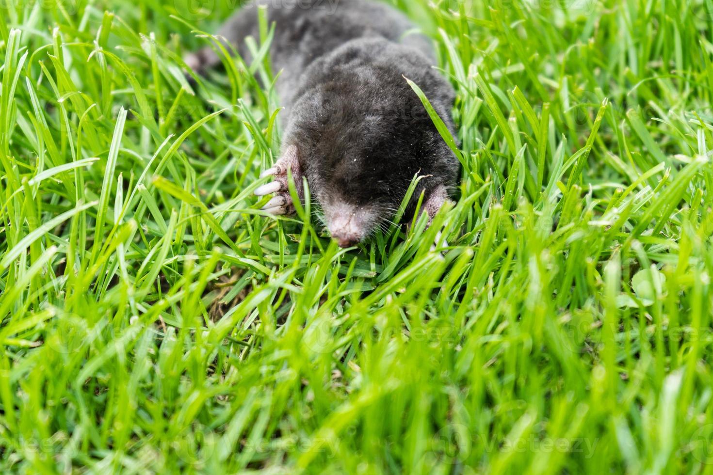 A mole in the garden photo
