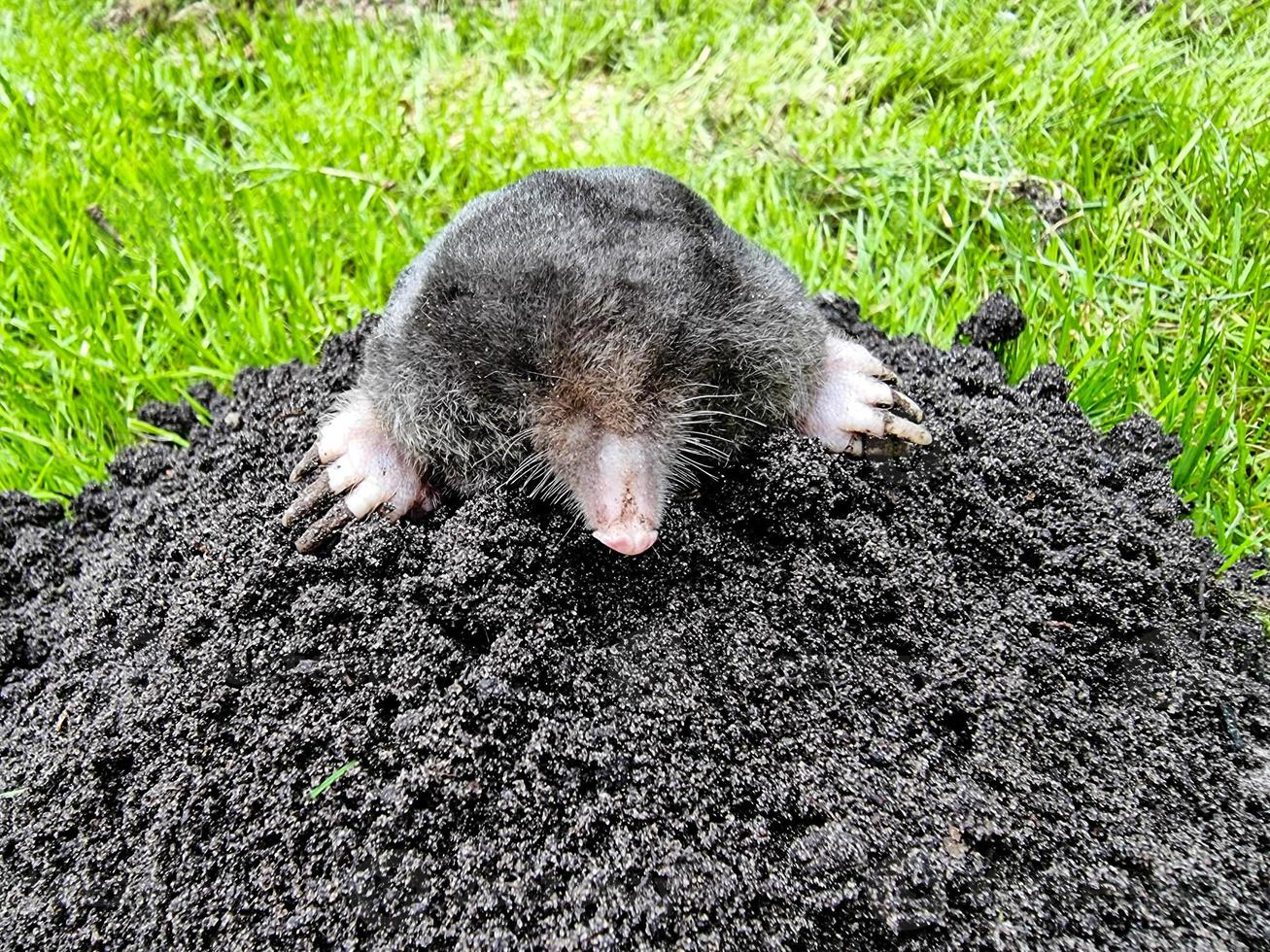 A mole in the garden photo