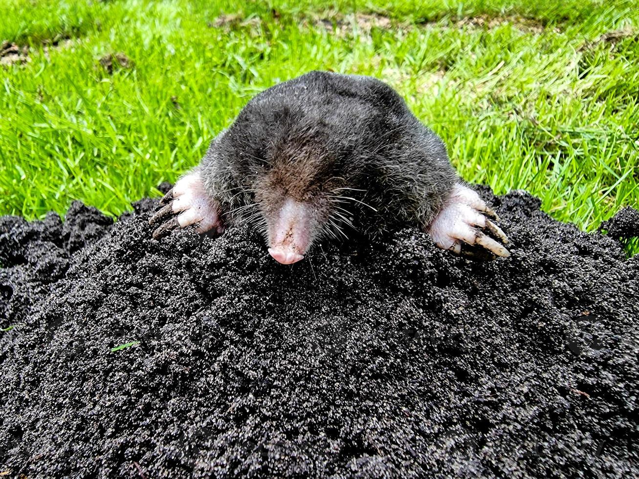 A mole in the garden photo