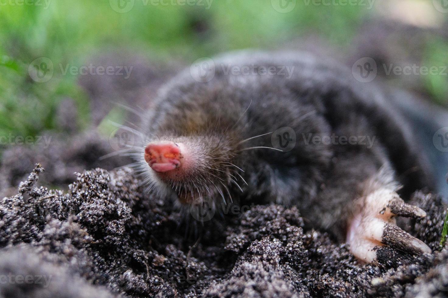 A mole in the garden photo