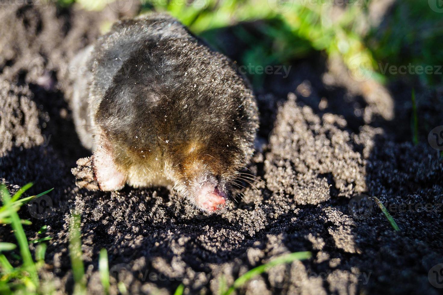 A mole in the garden photo