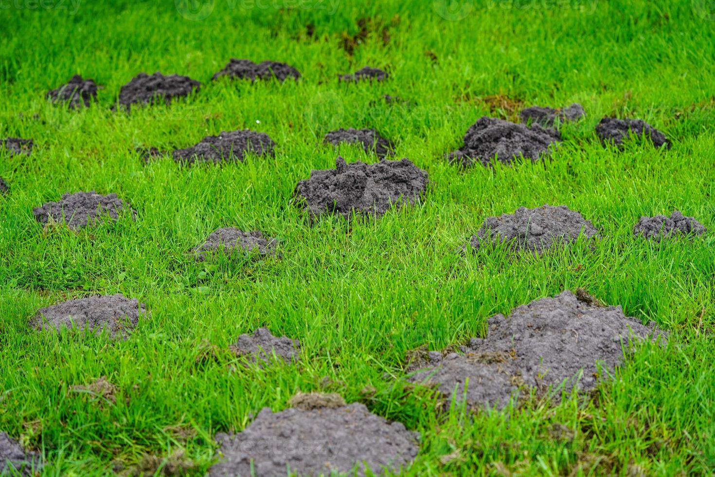 un topo en el jardín foto