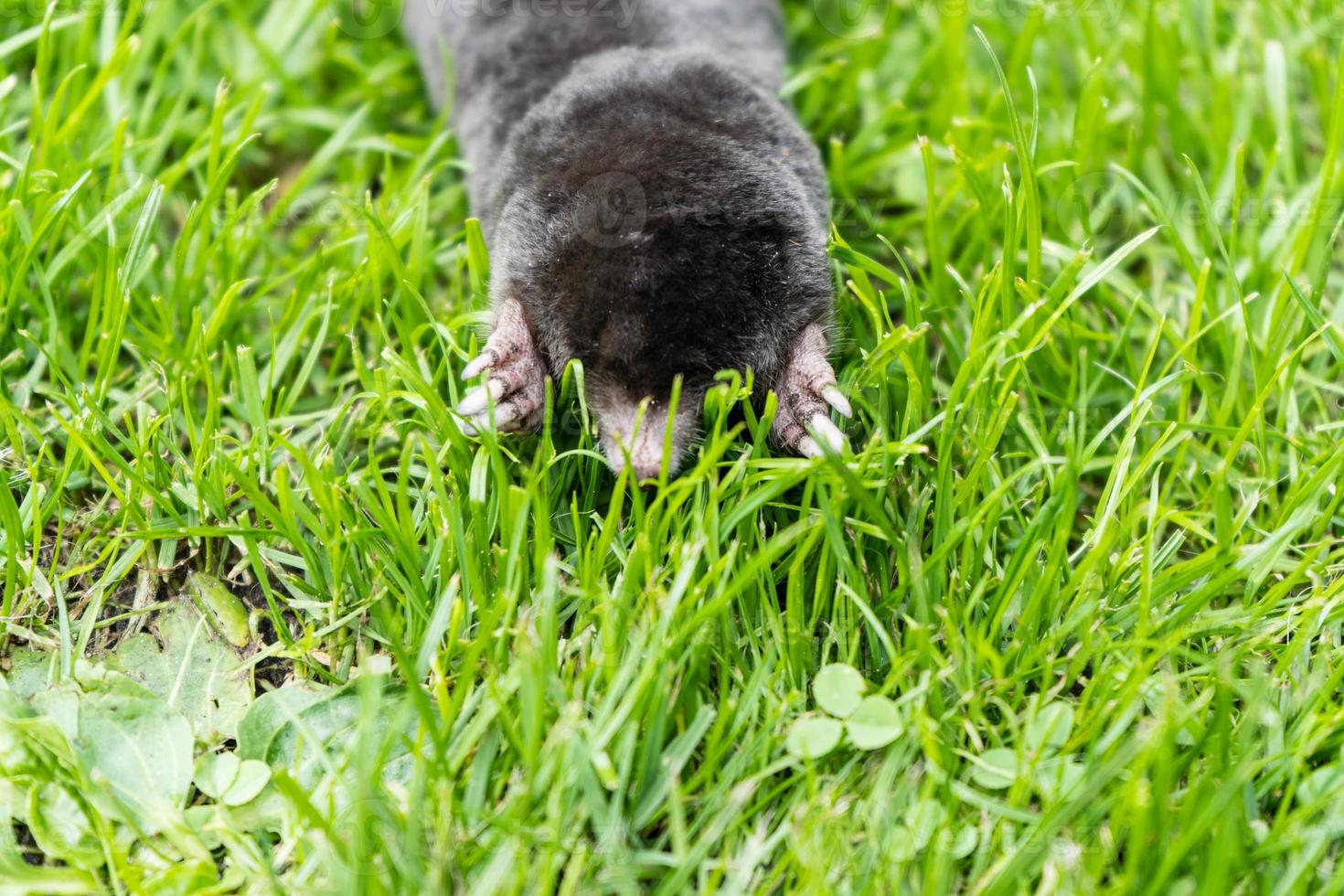 A mole in the garden photo