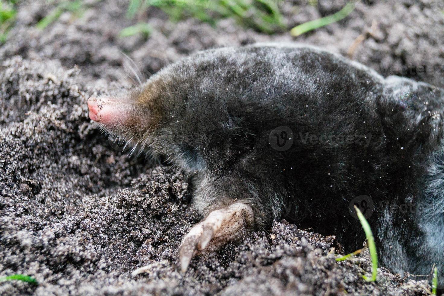 A mole in the garden photo