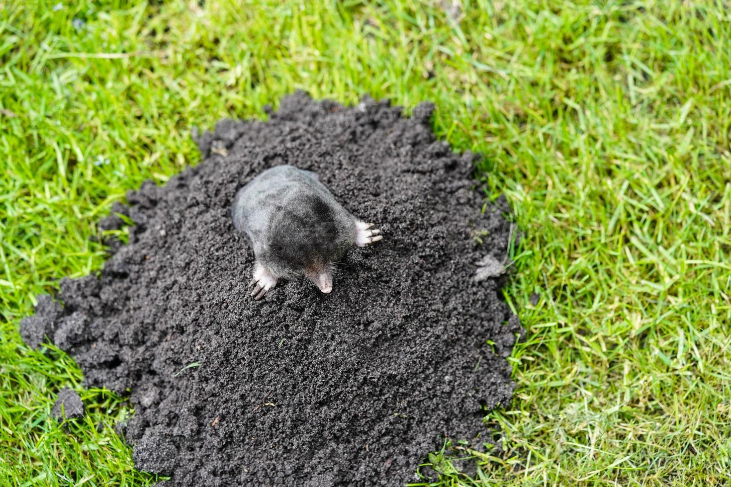 un topo en el jardín foto