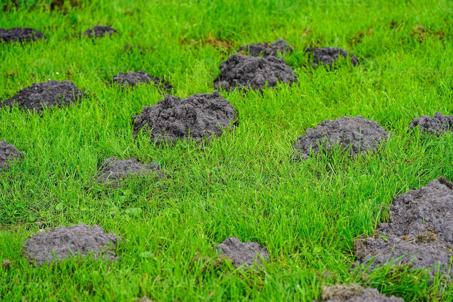 A mole in the garden photo
