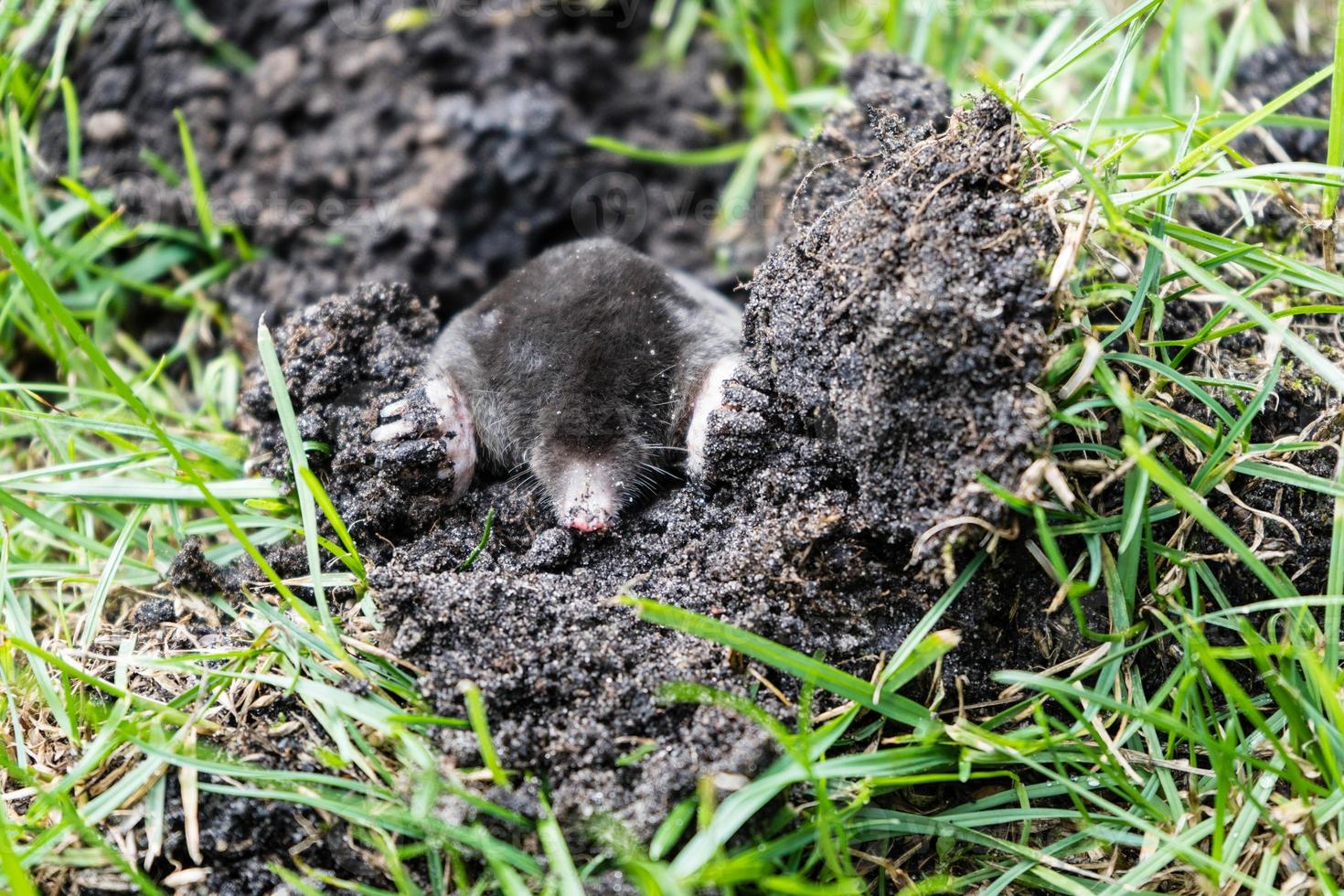 A mole in the garden photo