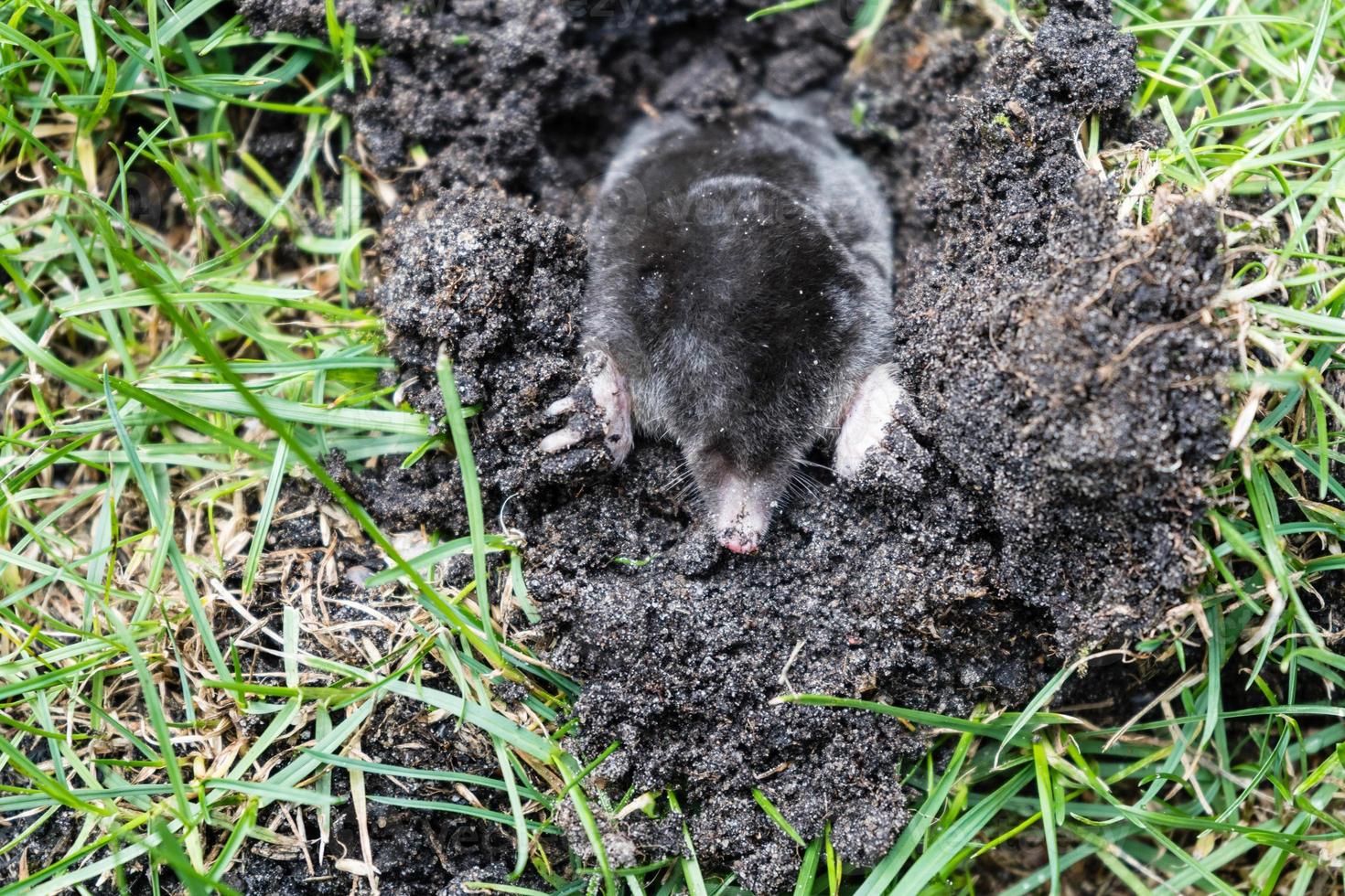 A mole in the garden photo