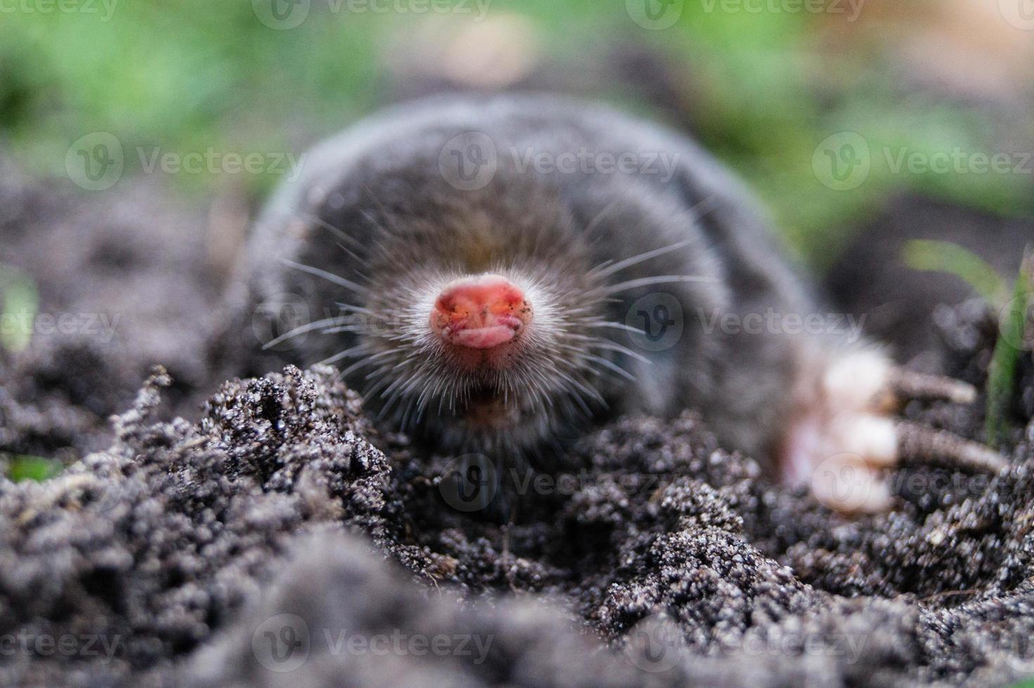 A mole in the garden photo