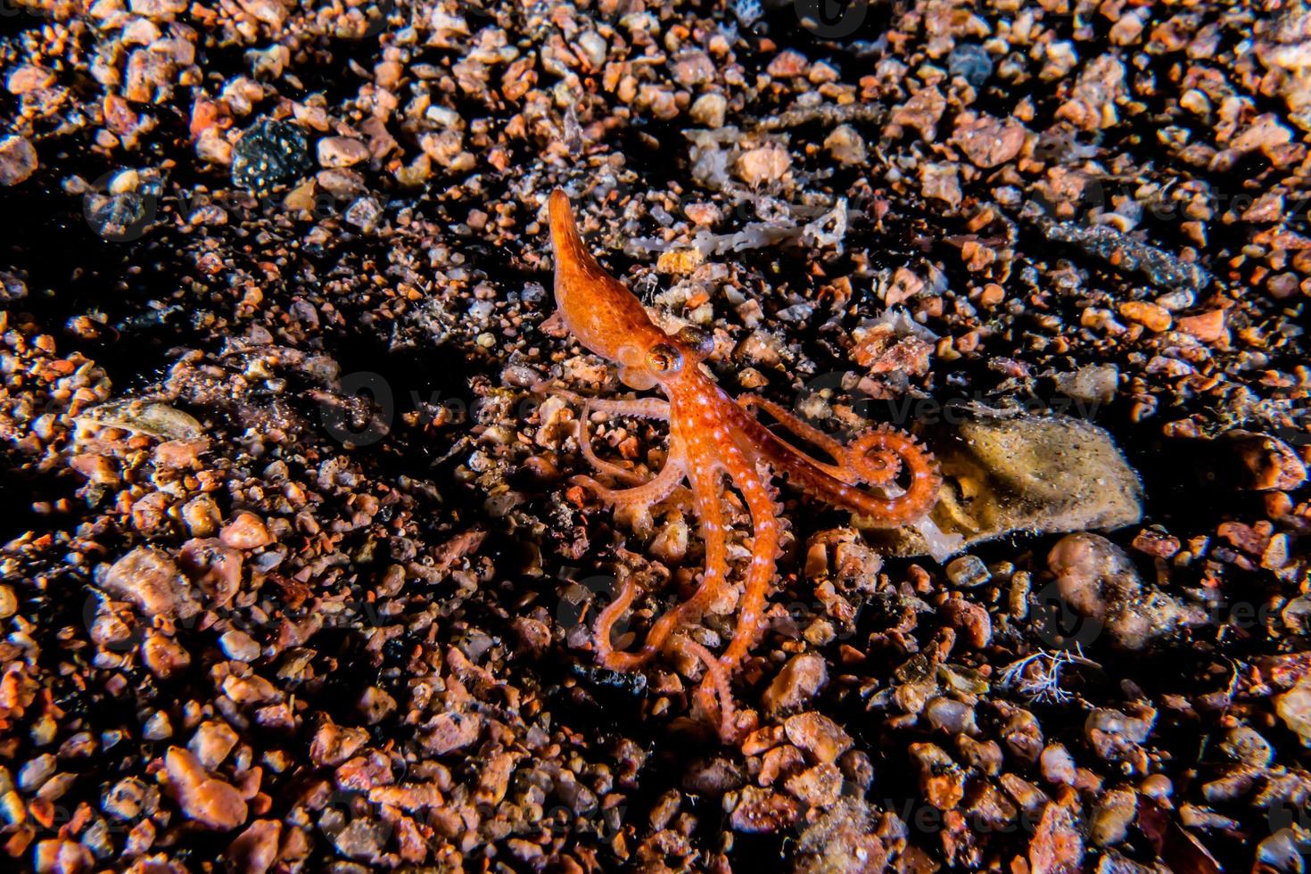 Octopus king of camouflage in the Red Sea, Eilat Israel photo