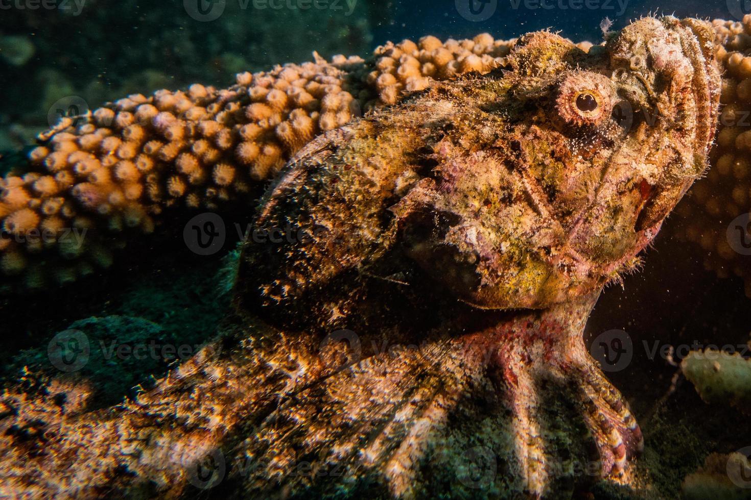 Pulpo rey del camuflaje en el mar Rojo, Eilat, Israel foto