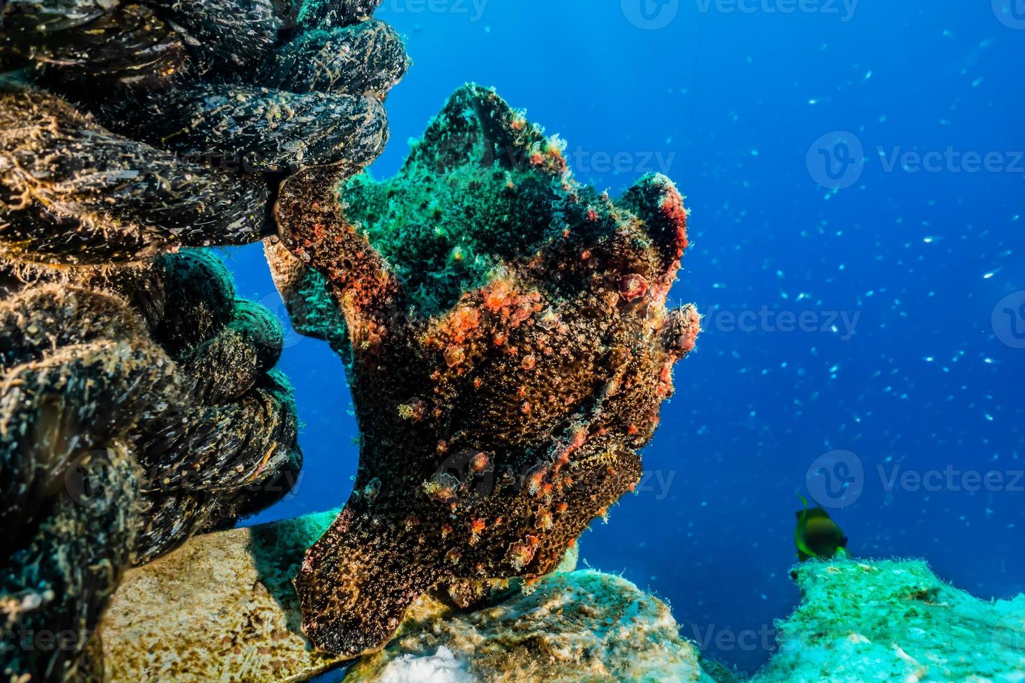 Pulpo rey del camuflaje en el mar Rojo, Eilat, Israel foto