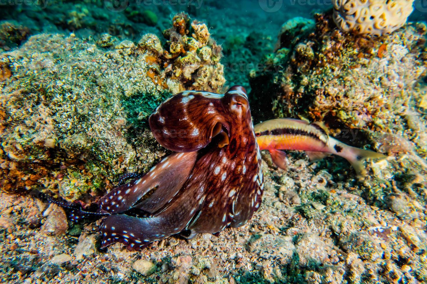 Octopus king of camouflage in the Red Sea, Eilat Israel photo