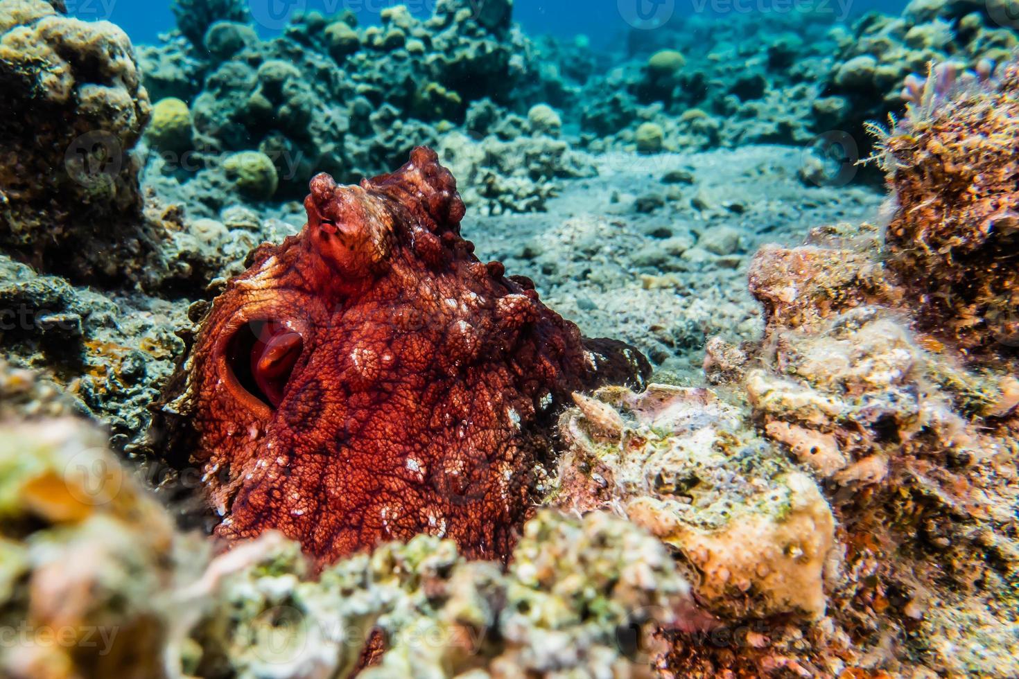 Octopus king of camouflage in the Red Sea, Eilat Israel photo