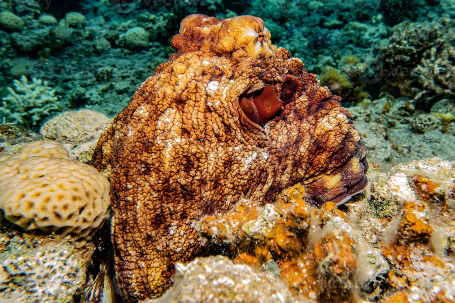 Octopus king of camouflage in the Red Sea, Eilat Israel photo