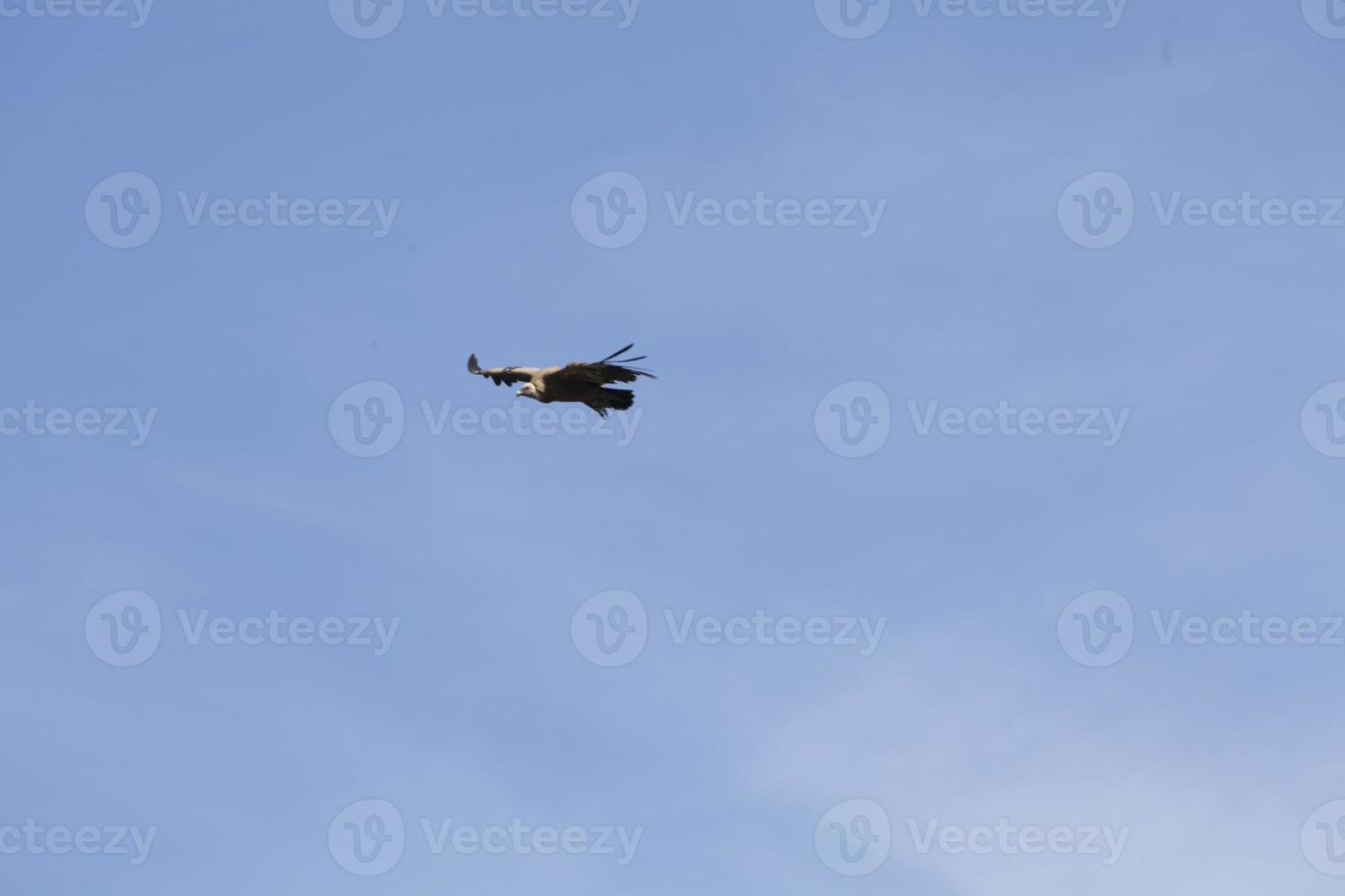 Amazing Vulture of Israel, vulture of the Holy Land photo