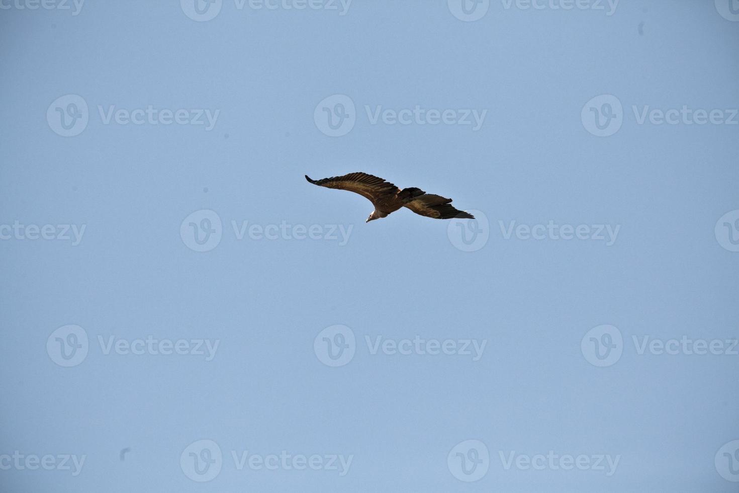 Amazing Vulture of Israel, vulture of the Holy Land photo