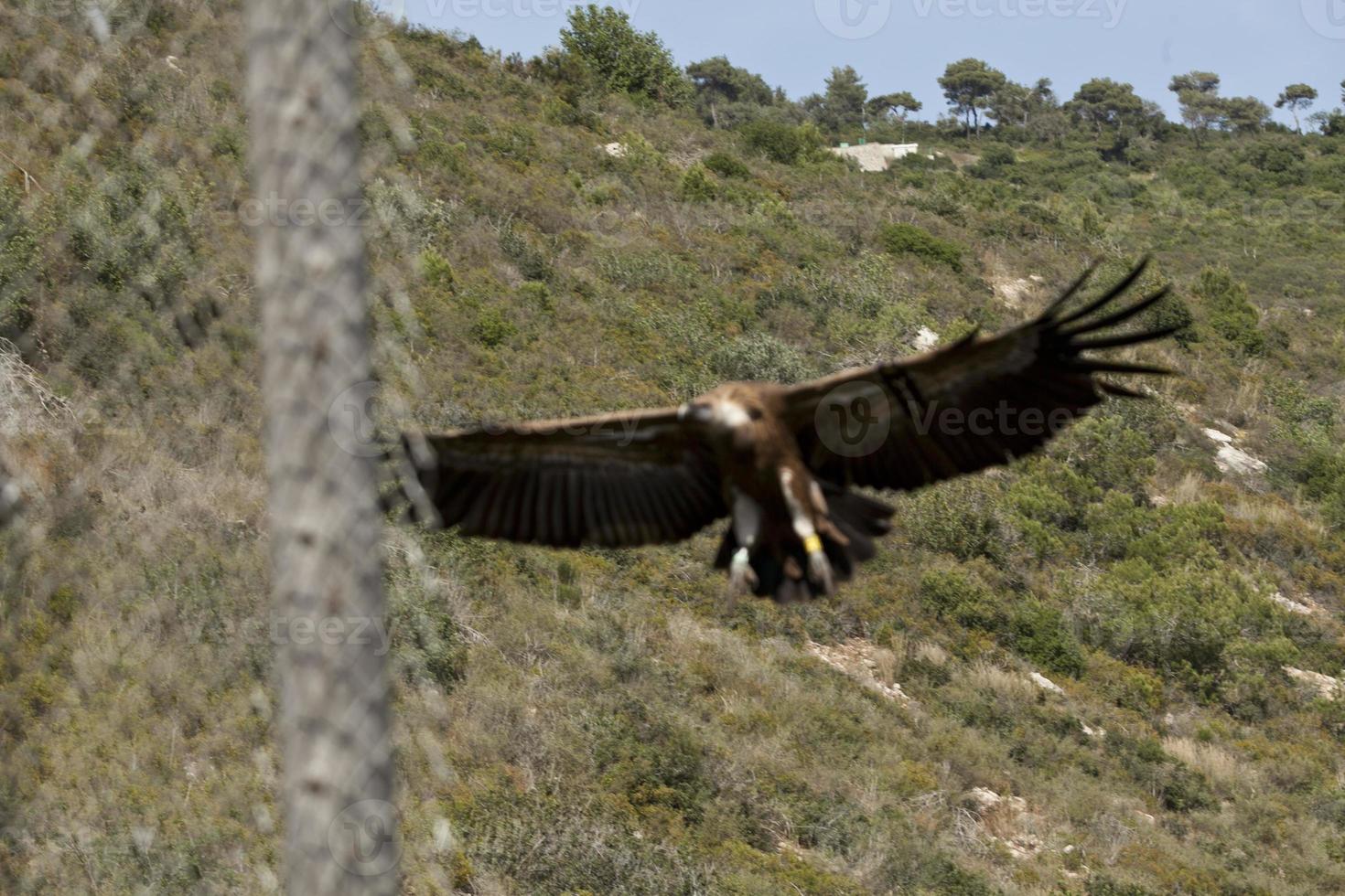 Amazing Vulture of Israel, vulture of the Holy Land photo