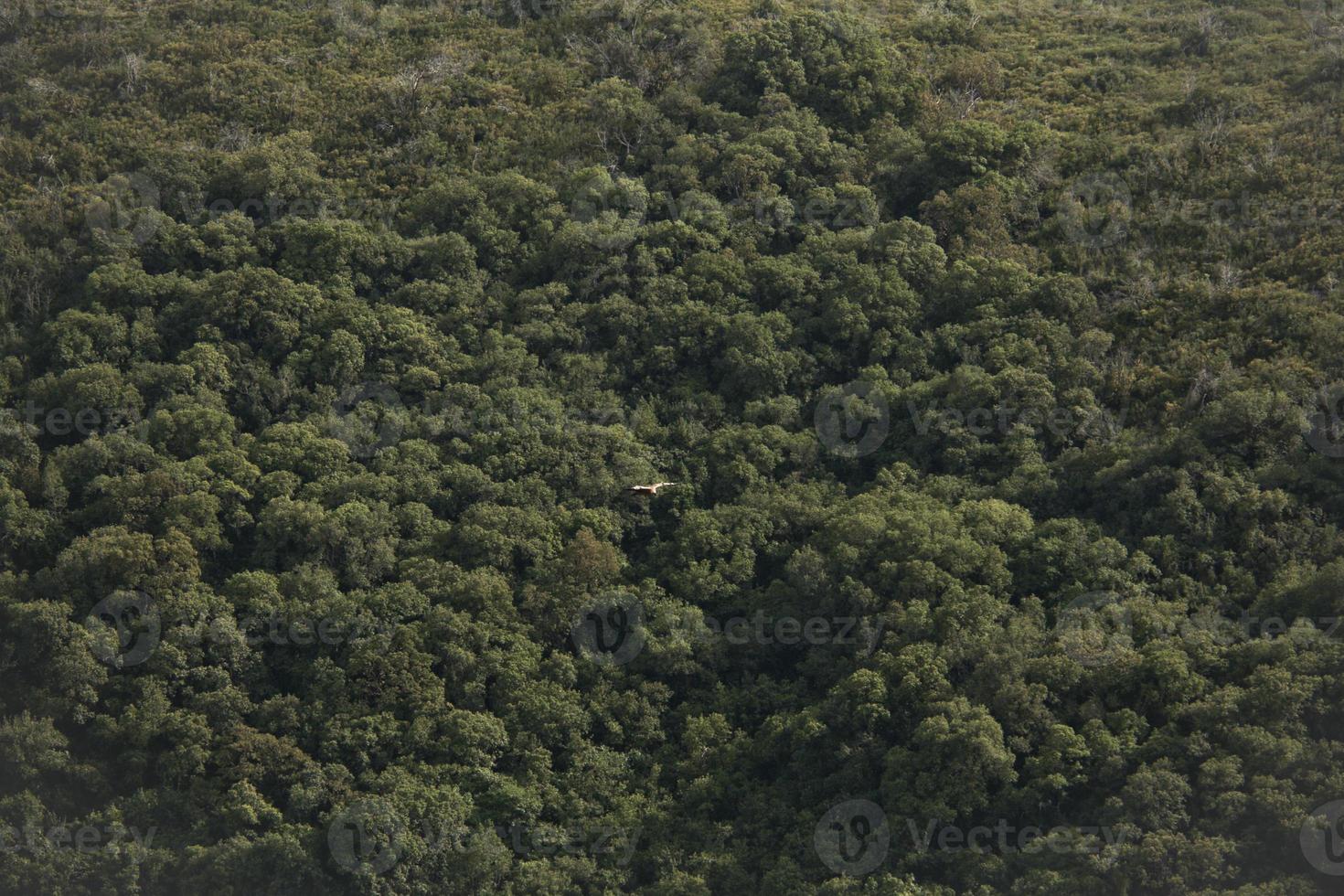 Amazing Vulture of Israel, vulture of the Holy Land photo